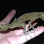 Los geckos entusiasman a los científicos: ¿son los animales más fascinantes del mundo?