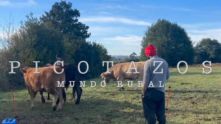 El sonado zasca de un ganadero asturiano a los veganos que comparan sus vacas con «le esclavitud humana»