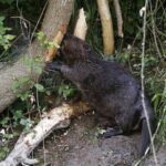 El castor se extiende por España debido a sueltas ilegales