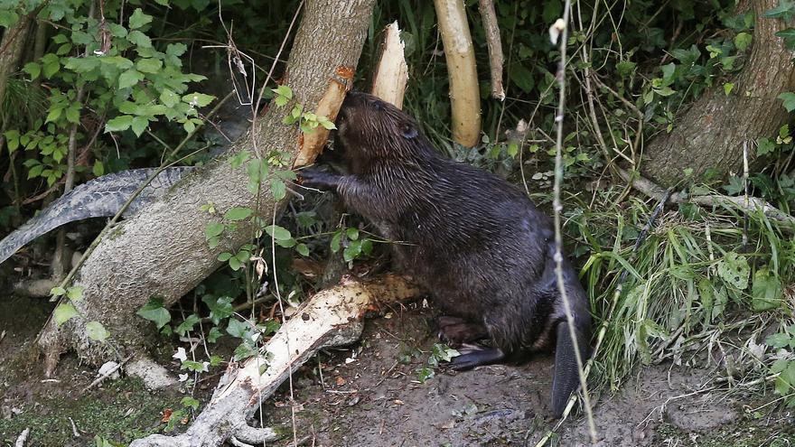 El castor se extiende por España debido a sueltas ilegales