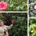 La «dama de las camelias» de Villaviciosa tiene un vergel con Sasanqua, Japónicas Blancas y Alba Plena