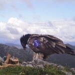 El campus de Mieres lucha contra el veneno en el monte: descubre aquí como lo hacen usando grandes aves