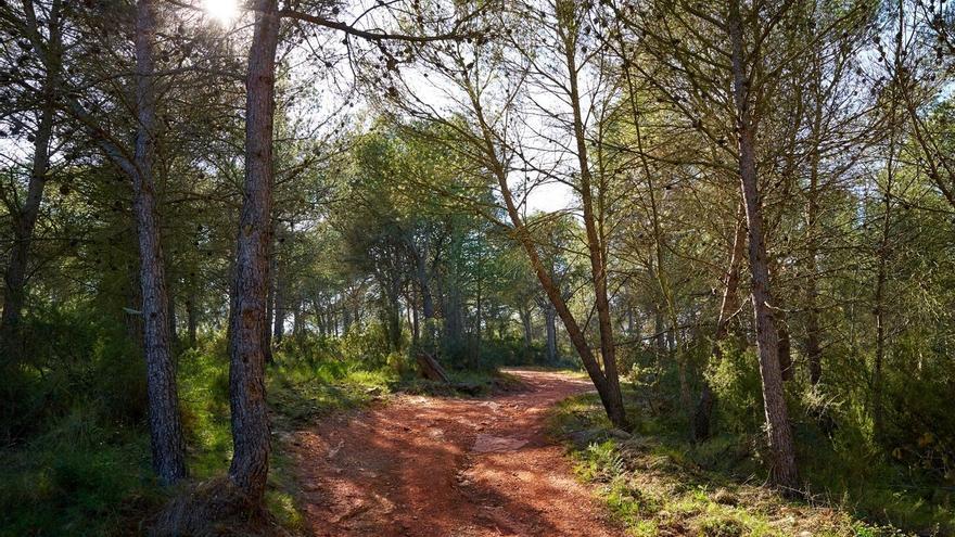 Un estudio revela que la sequía y los patógenos exóticos amenazan la regeneración de los bosques mediterráneos