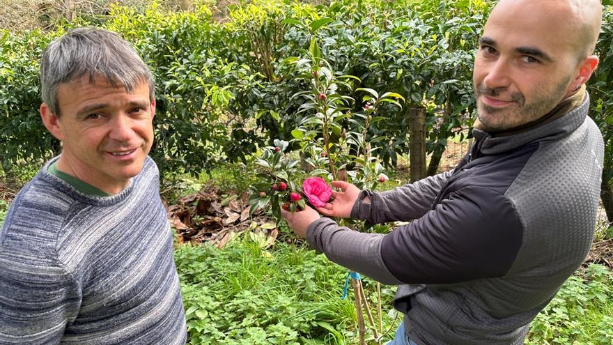 Luarca lo descubre todo sobre las camelias: los mejores 60 coleccionistas de toda España se citan en el concejo este fin de semana