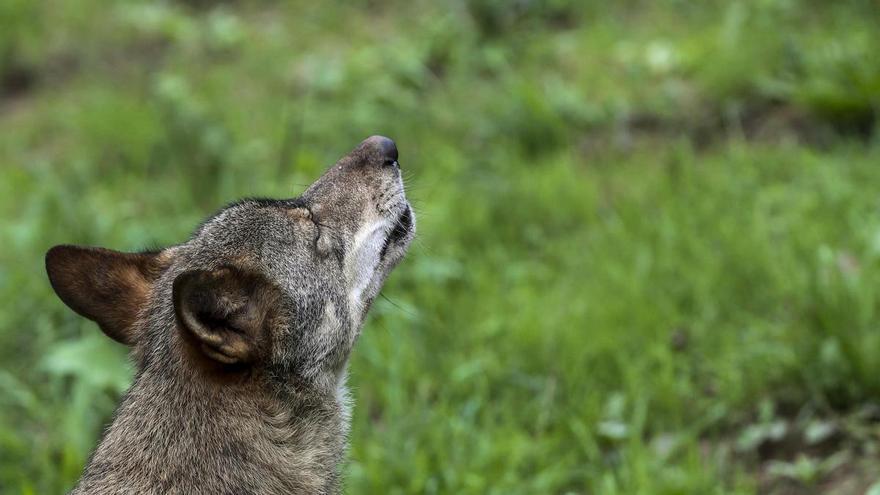 ¿Qué pasa ahora con el lobo en Galicia?