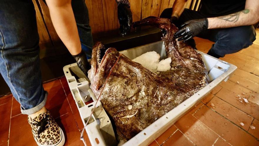 Soy pescadero y con estas claves sabrás elegir el mejor rape