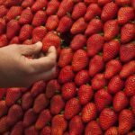 El precio de las fresas se duplica entre el campo y la tienda, según los agricultores