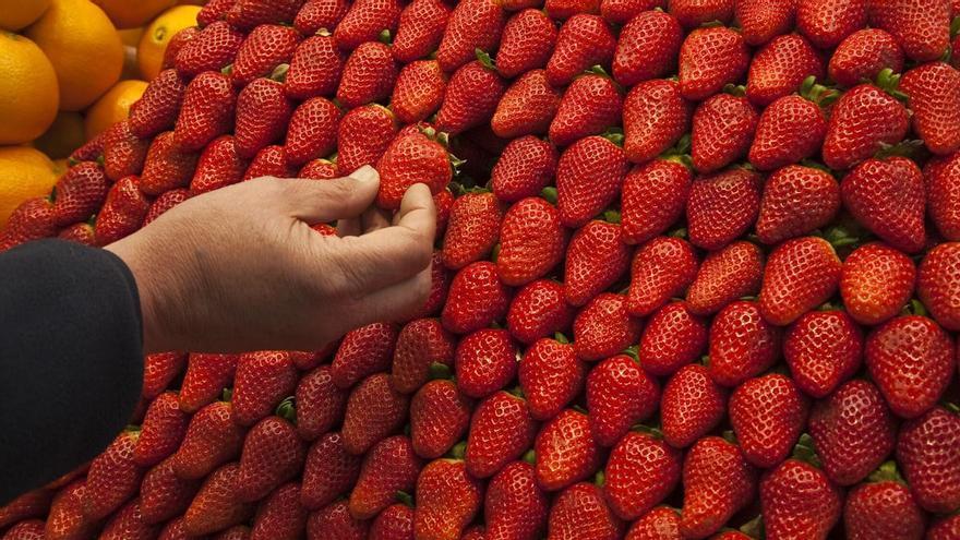 El precio de las fresas se duplica entre el campo y la tienda, según los agricultores
