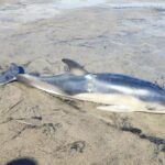 Sorpresa en Salinas: aparece una cría de delfín muerta en la playa
