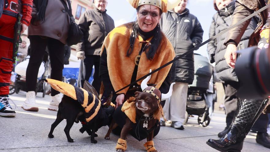 El Antroxu también es para las mascotas: «Se lo pasan genial»