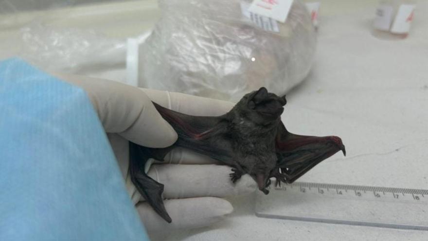 Descubren un «nuevo» coronavirus en murciélagos sudamericanos