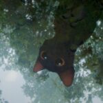 ‘Flow, un mundo que salvar’, la película que ha ganado un Oscar tras revolucionar el cine de animación
