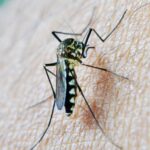 Así es el peligroso virus del Nilo, que amenaza a estas ciudades españolas en alto riesgo de transmisión