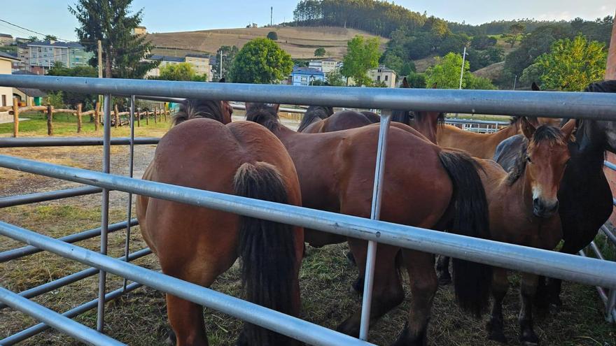 Luz verde al hospital equino de Grases: «Es un proyecto de interés general para Villaviciosa»