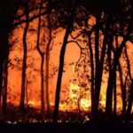 Estos son los cuatro incendios forestales que ocupan a los servicios de Emergencias en el Oriente