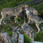 Extraer lobos como si fueran muelas: la reacción de Asturias a la desprotección de la especie