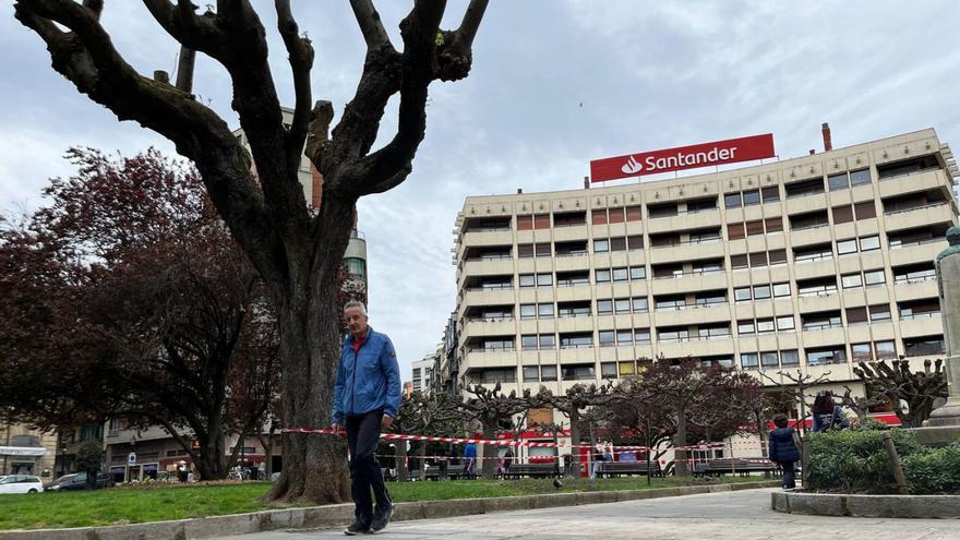 El plan de renovación del arbolado de Gijón arranca en estos dos lugares emblemáticos