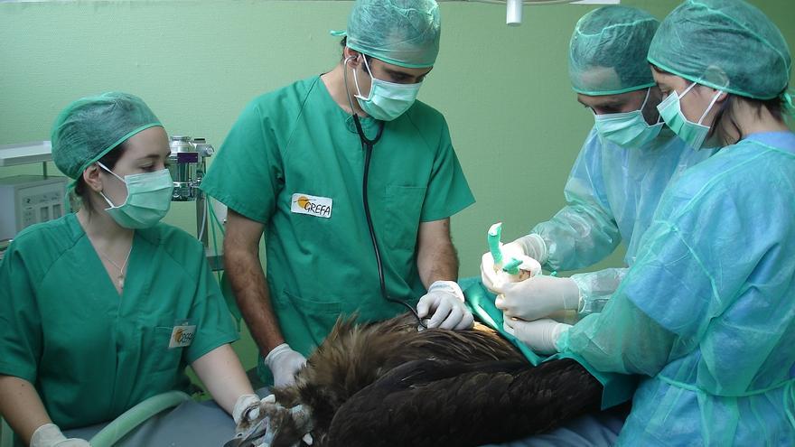 Así es el hospital que cura a miles de animales salvajes todos los años