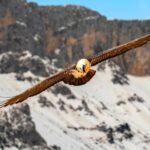 Detectan en los Picos de Europa mosquitos potencialmente transmisores de enfermedades letales para la fauna