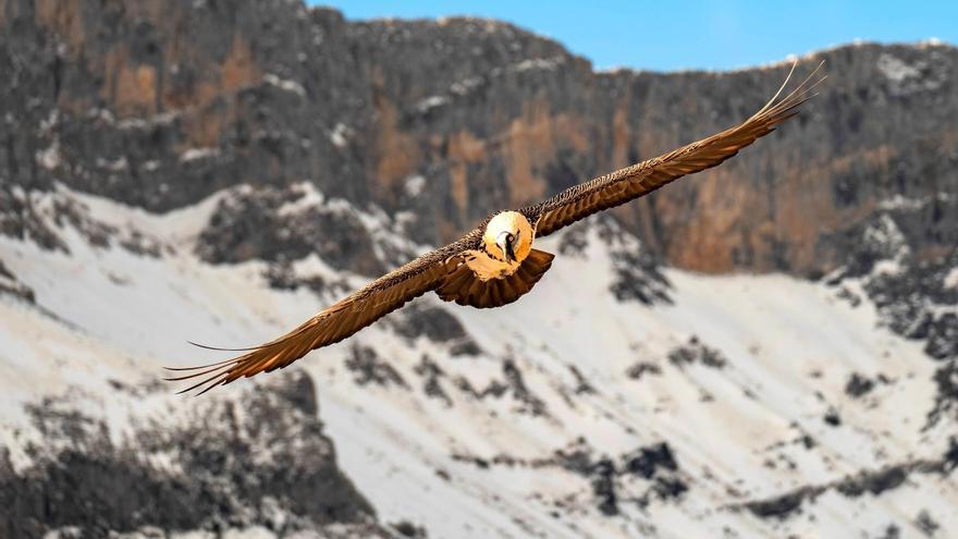 Detectan en los Picos de Europa mosquitos potencialmente transmisores de enfermedades letales para la fauna