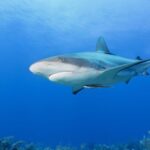 Los tiburones del mundo siguen avanzando hacia la extinción, pese a las medidas para protegerlos