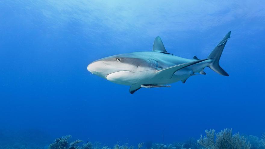 Los tiburones del mundo siguen avanzando hacia la extinción, pese a las medidas para protegerlos