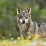El PP se apoya en el PNV y Junts para desproteger a los lobos al norte del Duero