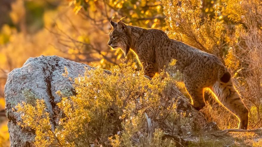 El lince ibérico conquista nuevos territorios y da un paso decisivo para su conservación