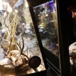 Así es la exposición «Veneno» que se estrena en el Acuario de Gijón (en imágenes)