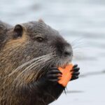 El castor se extiende por España de la mano de sueltas ilegales