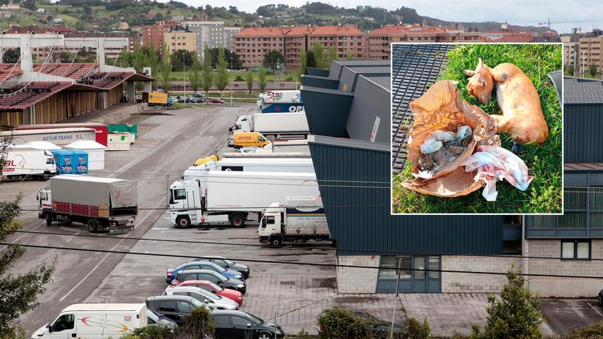 Alerta en Gijón por un macabro ritual: localizan varios animales decapitados en Tremañes