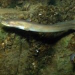 La enigmática vida de las anguilas: todas las de España vienen del Triángulo de las Bermudas