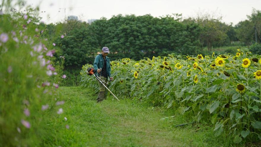 Arregla tu jardín con esta desbrozadora de batería: ligera y potente