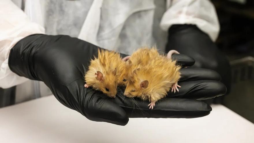 Crean ratones con pelo de mamut para ‘resucitar’ el extinto mamífero gigante