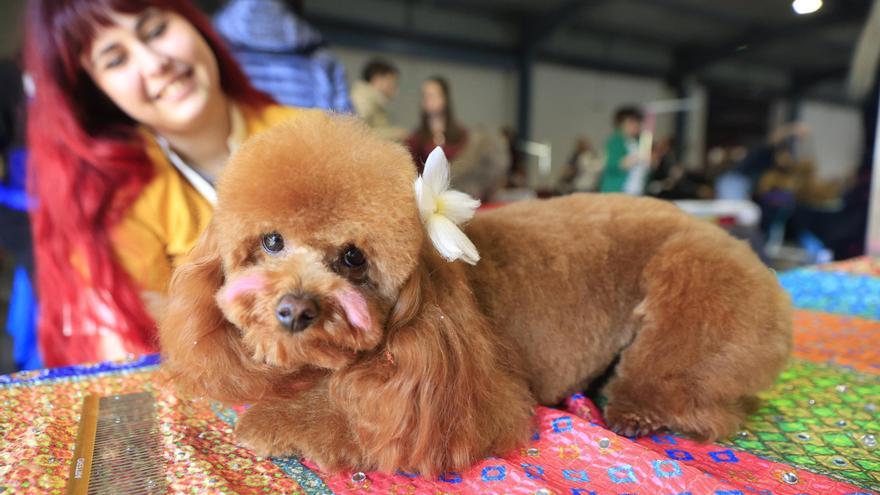 Espacio Mascotas ya está en marcha en Gijón: «Es una cita referente a nivel nacional»