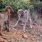 Dos linces peleando a cabezazos se convierte en vídeo viral en redes sociales