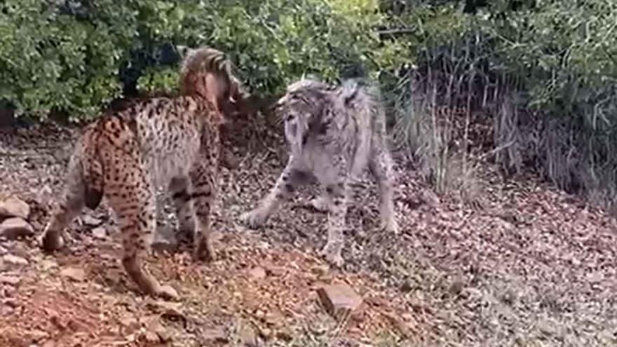 Dos linces peleando a cabezazos se convierte en vídeo viral en redes sociales