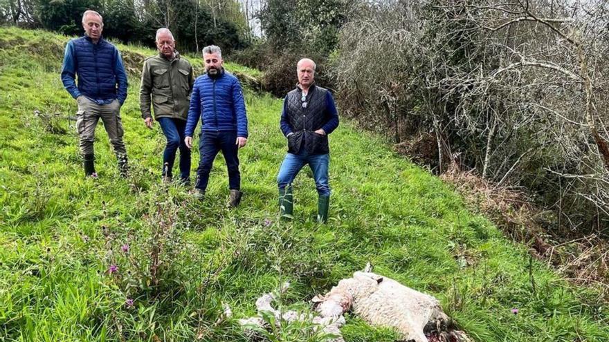 El PP alerta de ataques de lobo junto a casas en Villaviciosa