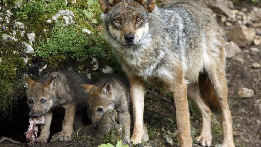 Entra en vigor la rebaja de la protección del lobo pero la situación aún no cambia en España ni en el resto de la UE