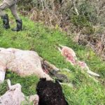 Villaviciosa exige medidas «urgentes» para la erradicación del lobo en el concejo y agilidad en el pago de los daños
