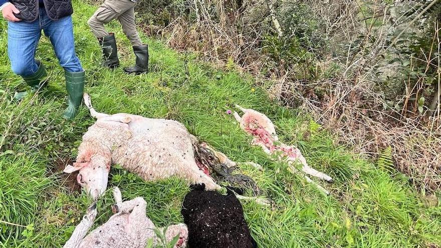 Villaviciosa exige medidas «urgentes» para la erradicación del lobo en el concejo y agilidad en el pago de los daños