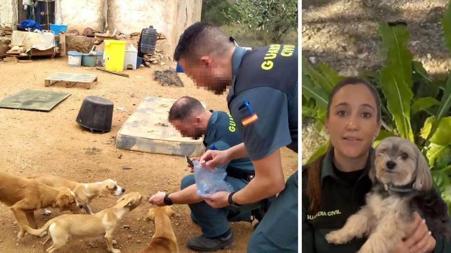 Alerta de la Guardia Civil a toda España por lo que está pasando con los perros: «Ten cuidado si paseas»