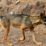 El Congreso elimina la prohibición de cazar lobos al norte del Duero y abre la puerta para ampliarlo al resto de España