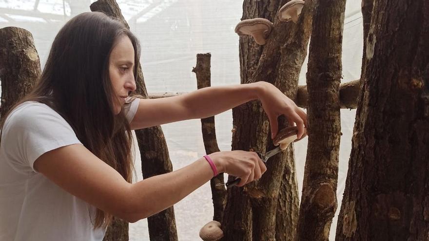 El cultivo de setas shiitake, paso a paso a Grado: «Hay que tener paciencia, cuidar y dejar incubar»