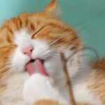 No es normal que tu gato orine fuera del arenero y este puede ser el problema