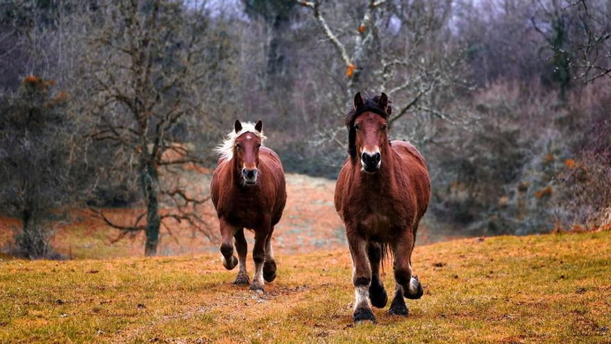 Una mutación genética convirtió a los caballos en atletas de alta resistencia