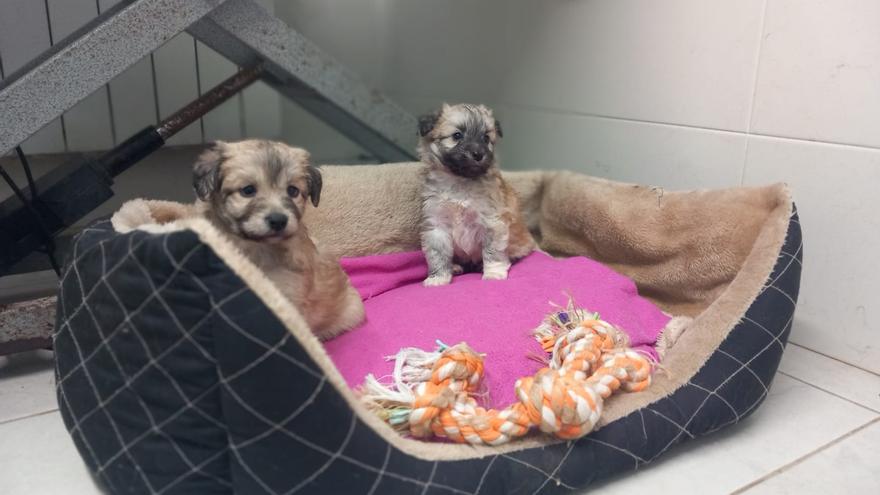 El infierno canino de La Carisa: así son los once perros rescatados de un mar de basura en Oviedo