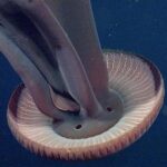 Así es la medusa de 10 metros de largo que también vive en aguas de España