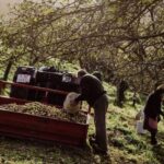 Los productores de manzana asturiana (y de faba) recibirán por primera vez ayudas de la PAC: 635 euros por hectárea
