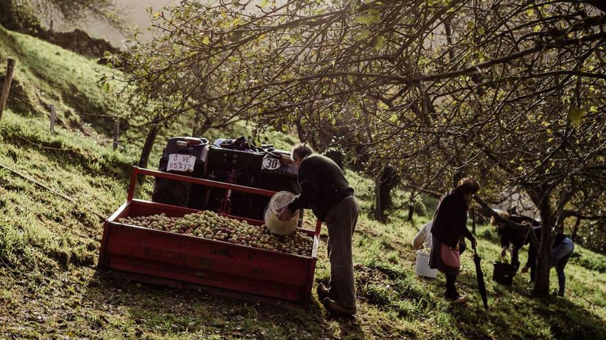 Los productores de manzana asturiana (y de faba) recibirán por primera vez ayudas de la PAC: 635 euros por hectárea
